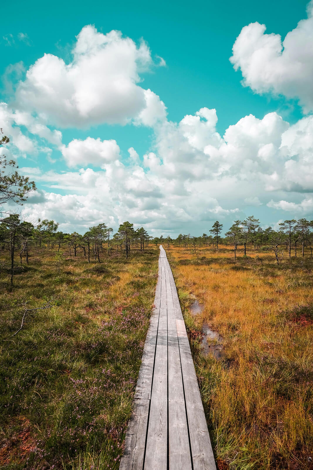 mirko-bozic-F7DjVD_6Crc-unsplash 1